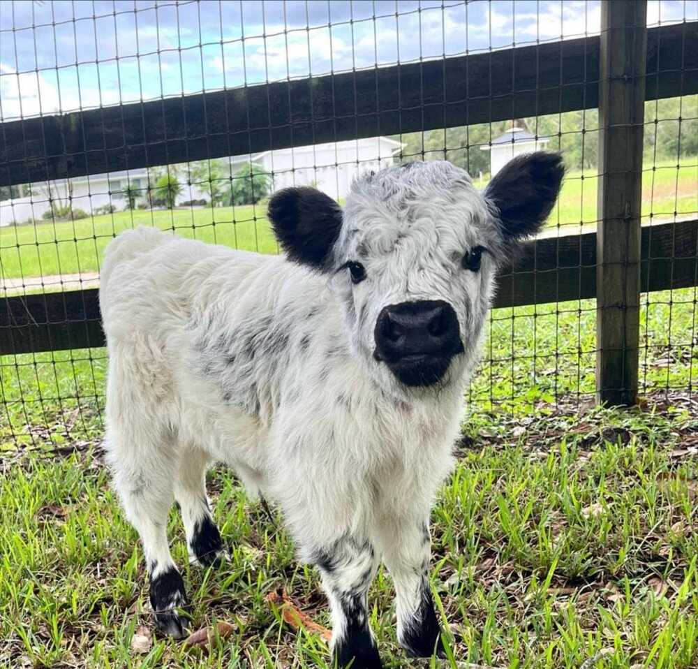 mini highland cattle for sale