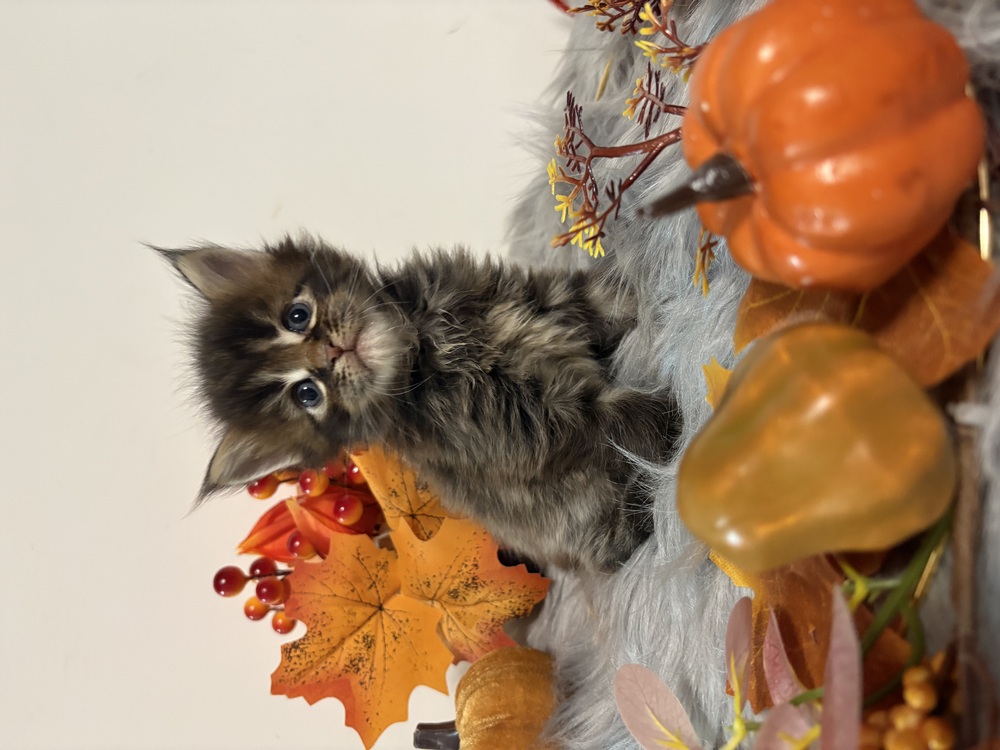 Maine Coon kiscicák