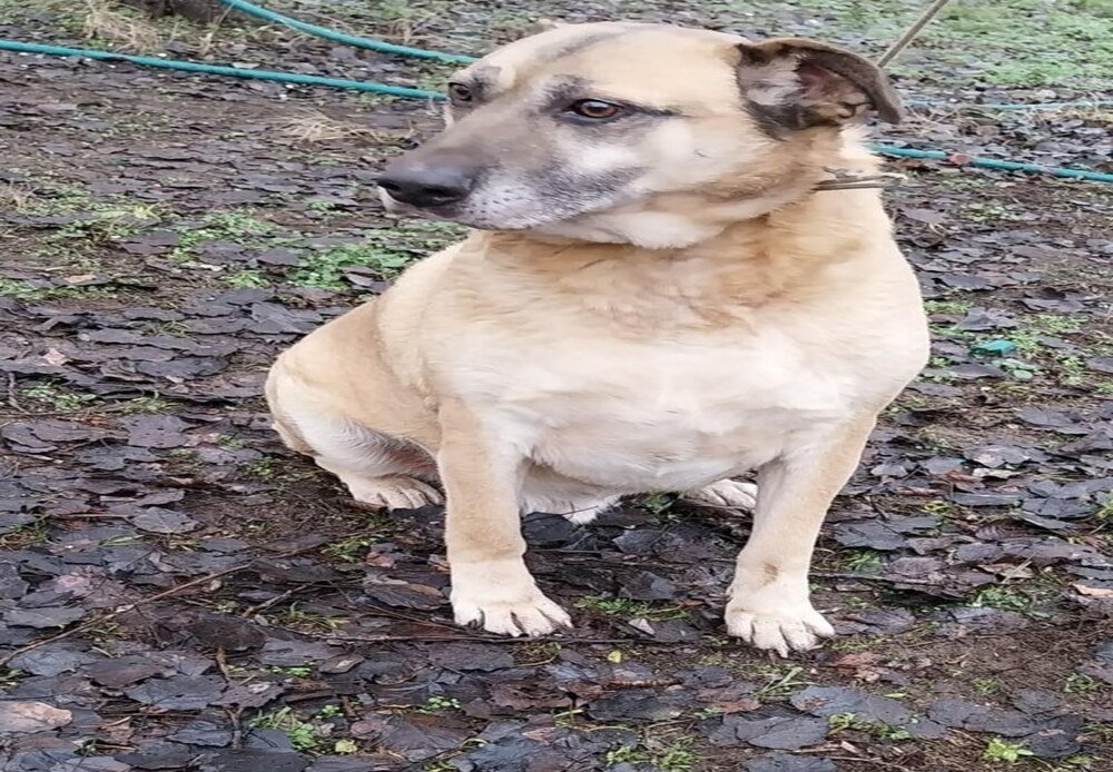 Montinak szerető gazdit keresünk
