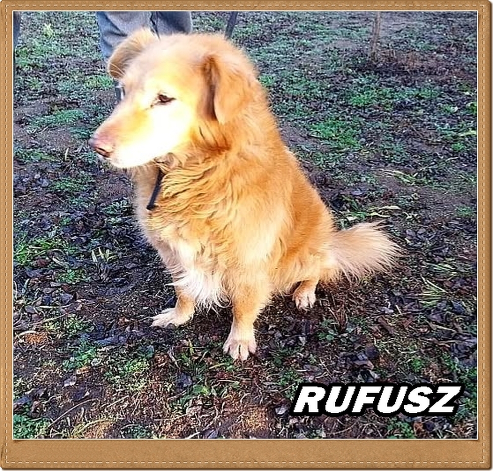 Rúfusz bemutatkozik és új gazdit keres