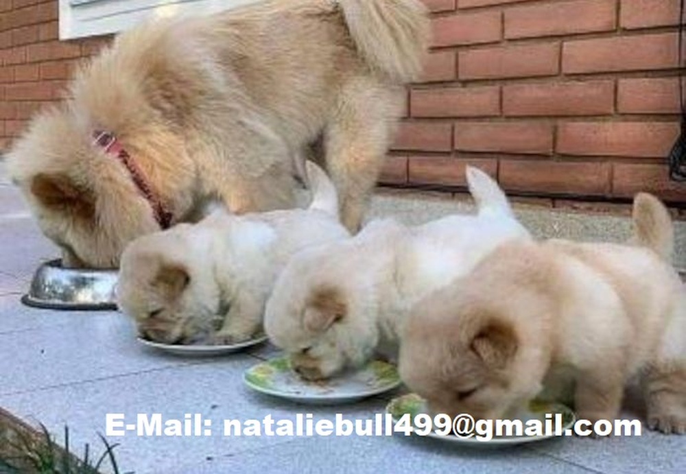 Gyönyörű Chow Chow kölykök,,,