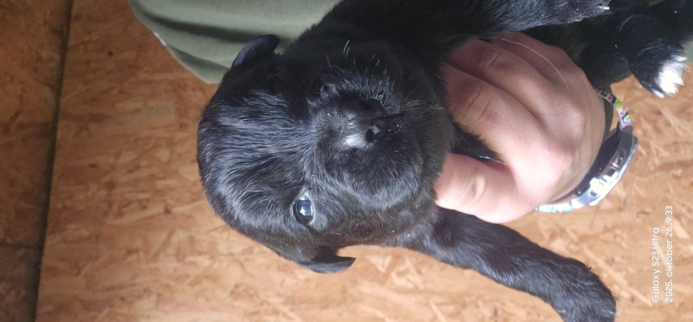 Ingyen elvihető kiskutyák border collie és mudi keverék