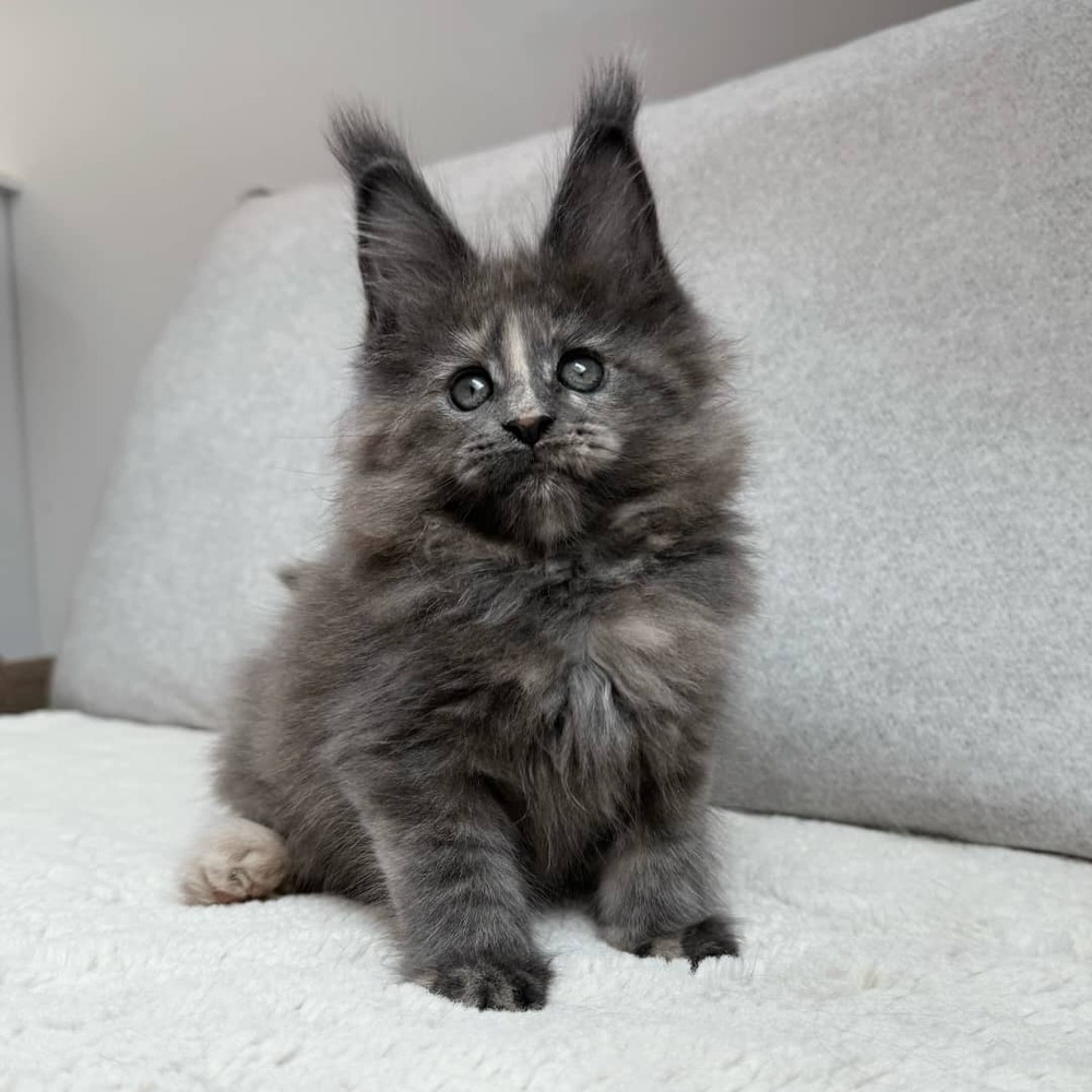 Maine Coon Tica törzskönyvezett, aktív