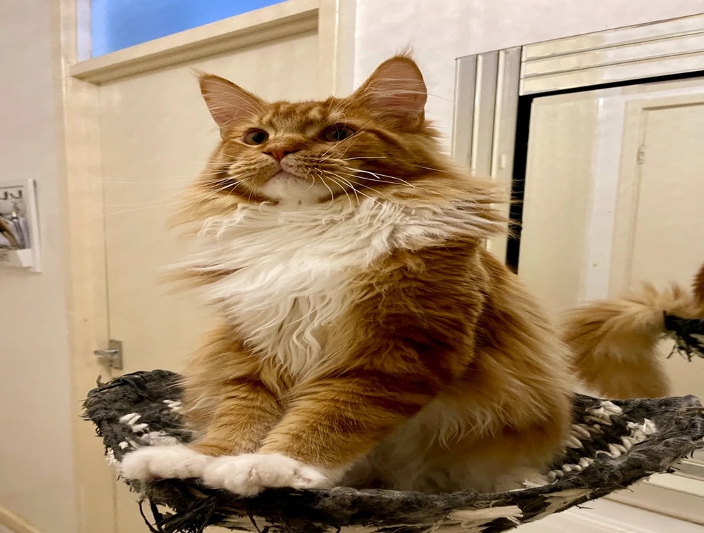 ???????? *TICA REG* GINGER MAINE COON KITTENS????????