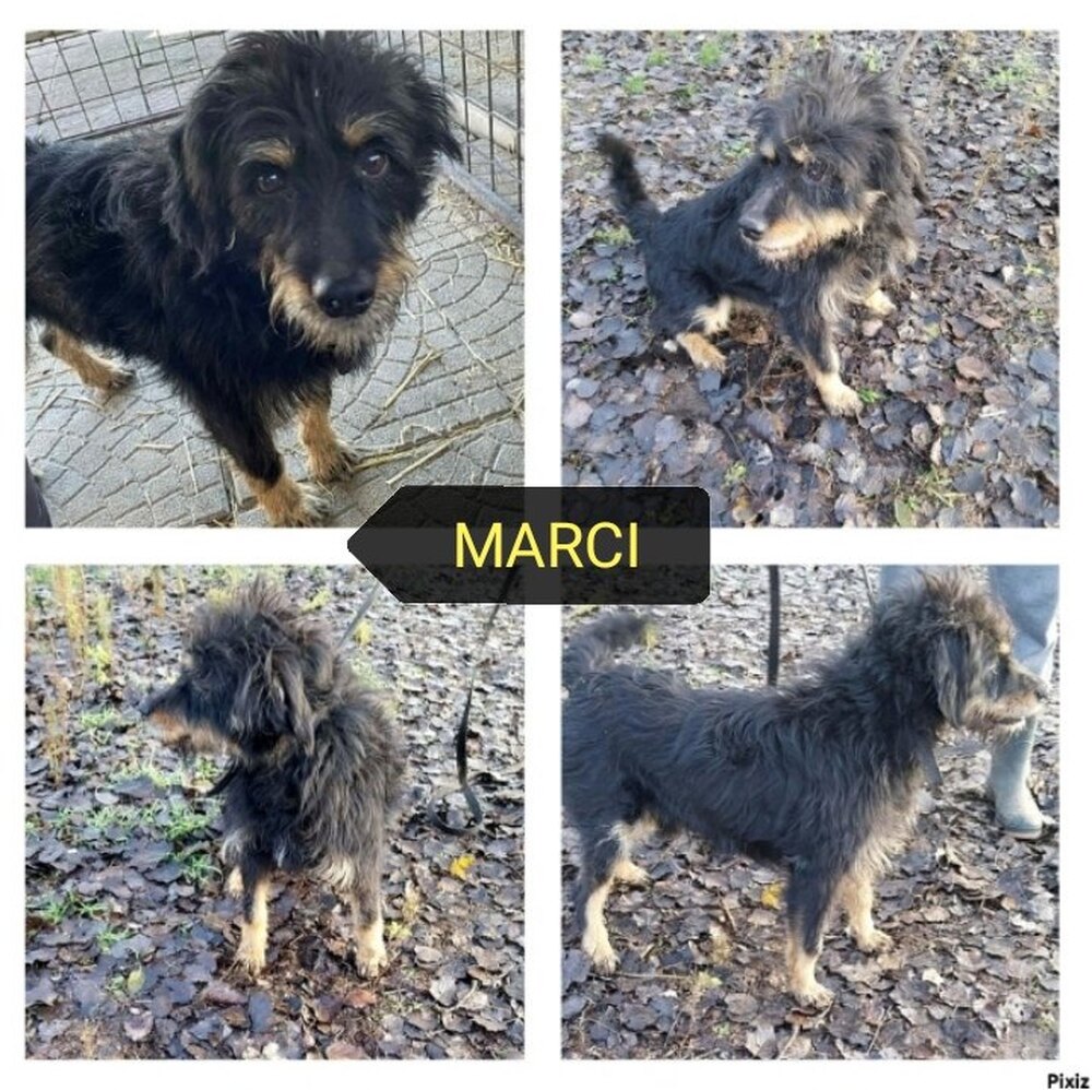 Gazdit keresünk a 9 évesen leadott Marcinak