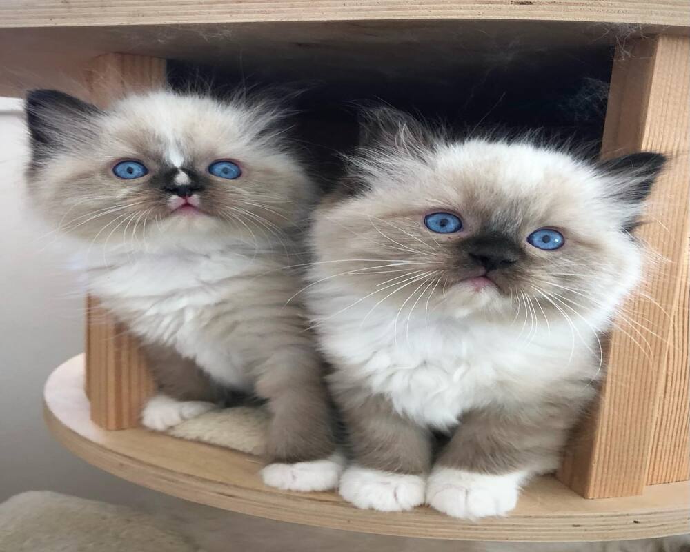 ???? Imádnivaló Ragdoll kiscica Elérhető ????