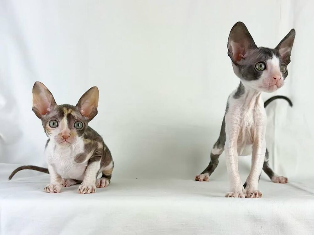 ✨ Gyönyörű cornish rex eladó