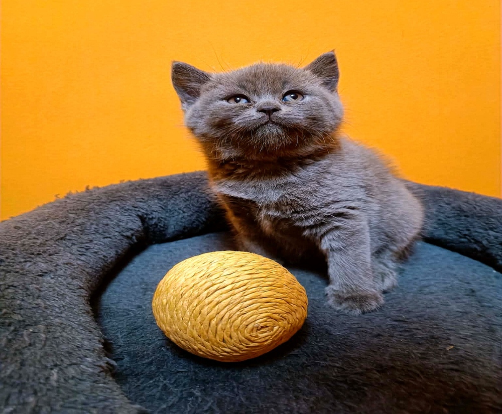 Gyönyörű kék britt rövidszőrű kiscicák!
