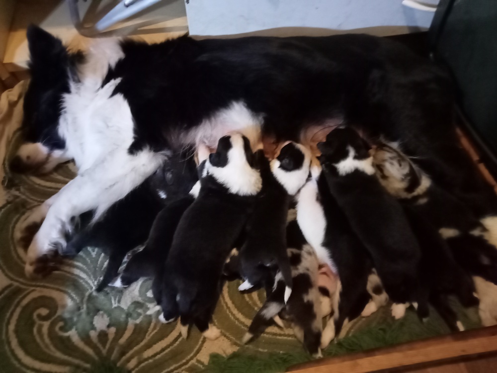 Border collie kiskutyák eladók!