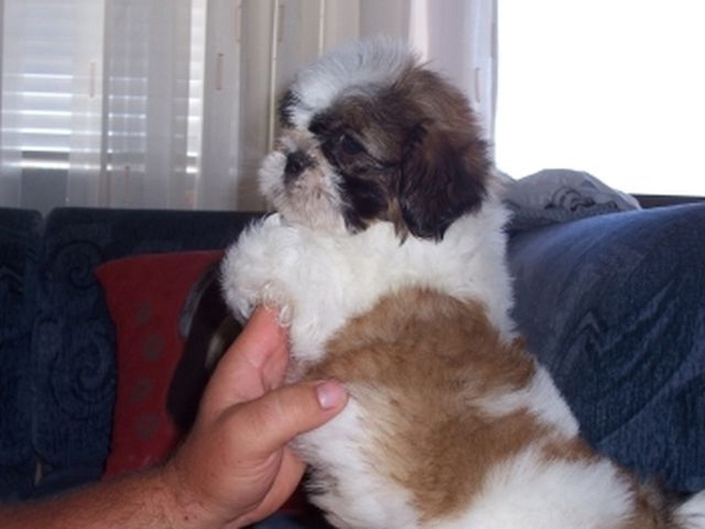 Shih-Tzu kölyök eladó!