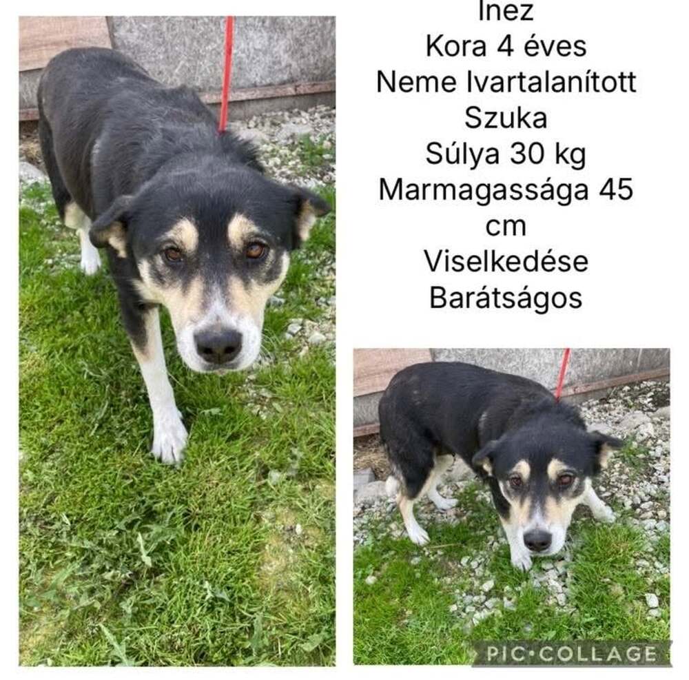 Inez gyepmesteri telepről menekült meg. Most új gazdit keresünk neki