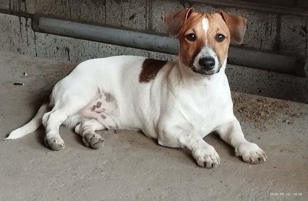 Jack Russell terrier kiskutyák
