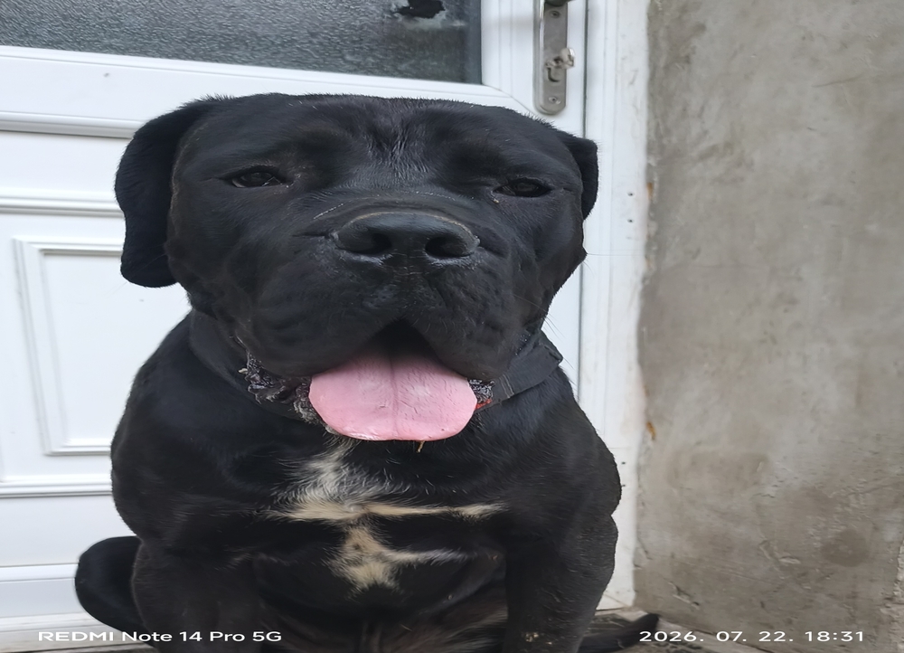 Cane corso 18 hónapos kan