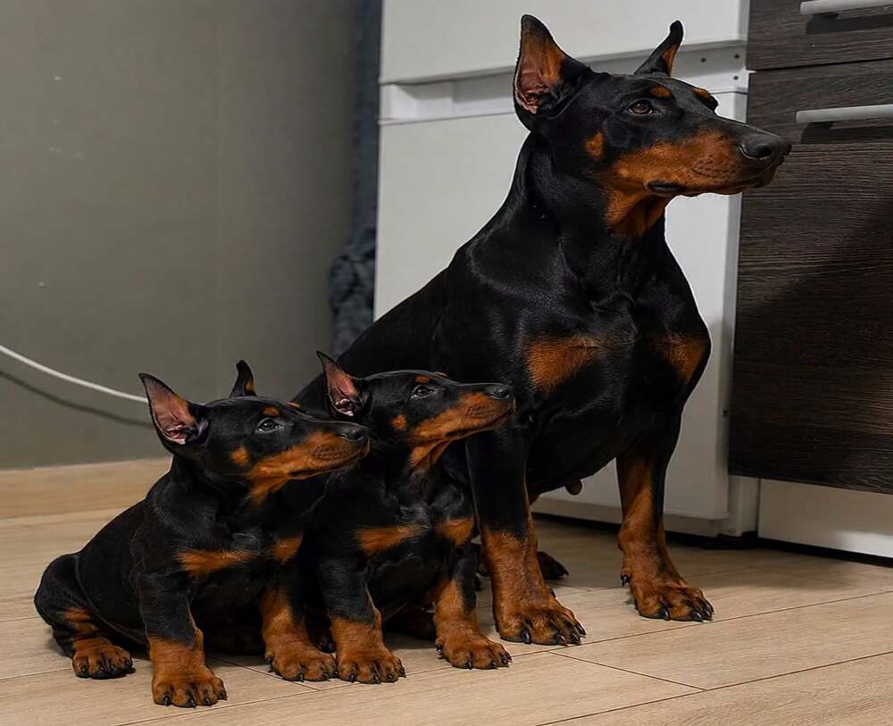 Gyönyörű, Dobermann kölykök