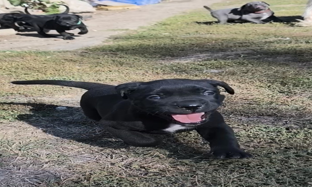 Cane corso kiskutyák előjegyezhetők