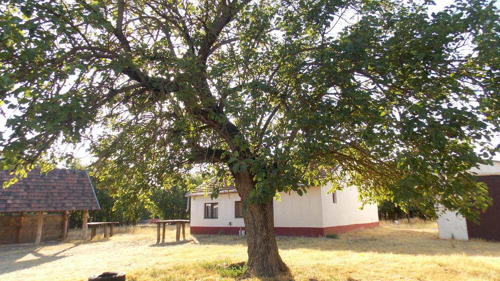 Kecskemét közelében tanya eladó