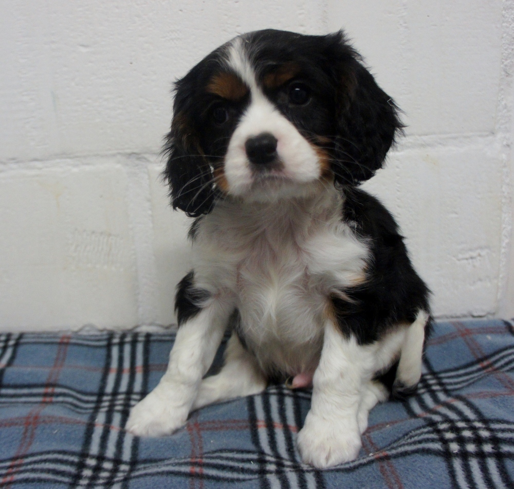 Gyönyörű fajtatiszta Cavalier King Charles kölykök