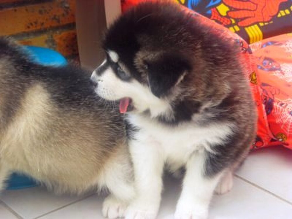 Gyönyörű fajtatiszta szibériai husky kölykök
